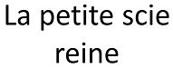 la petite scie reine.jpg