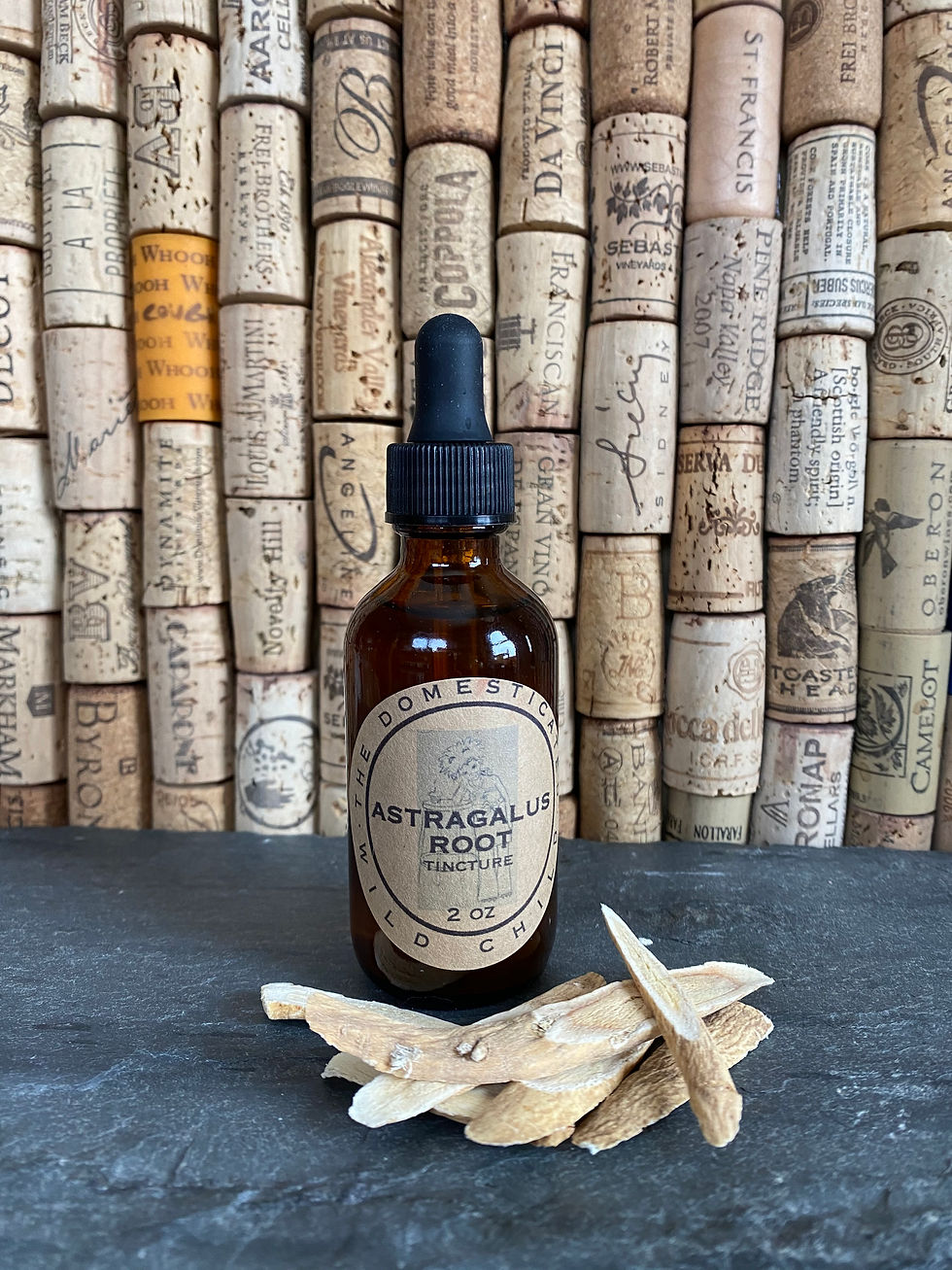 Astragalus Root Extract 2oz (60ml)