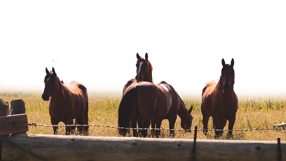 ANIMALS FOREGROUND.png