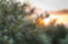 Design ohne Titel(2)_edited.jpg