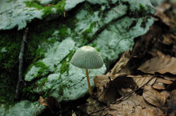 IMGP5127 (2)