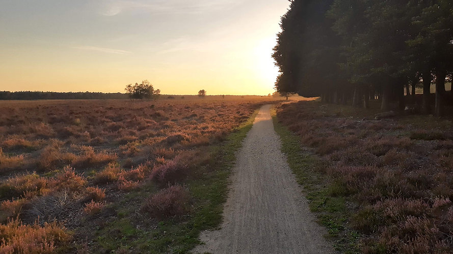 gravel veluwe dawn.jpeg
