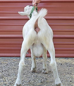 Hypnos Updated 2_edited.jpg