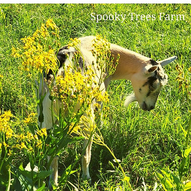 Spooky Trees Farm.jpg