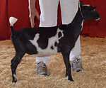 Sweet Tay CO Sue B and Buffalo Clover.jpg