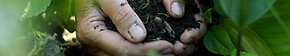 Hands in the Soil