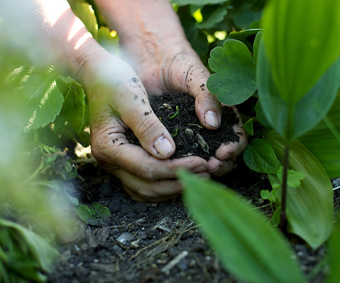 Hands in the Soil