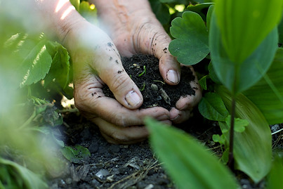 Hands in the Soil