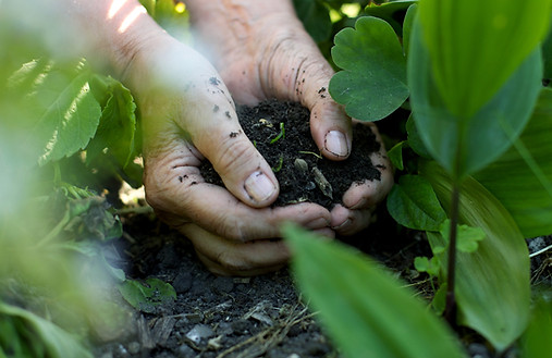Hands Holding Soil