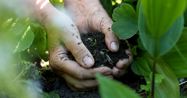 Hands in the Soil