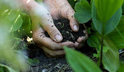 Hands in the Soil