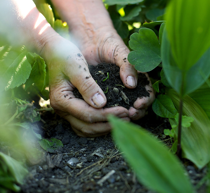 Hands Holding Soil