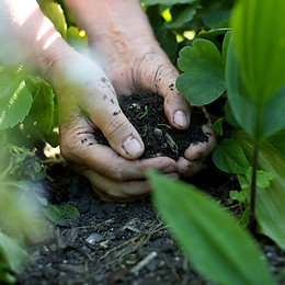 Hands in the Soil
