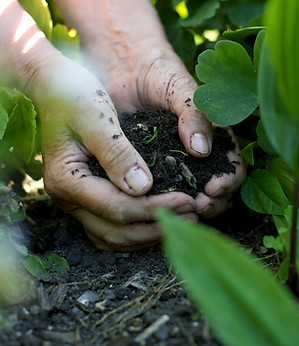 Buenas Practicas Agricolas
