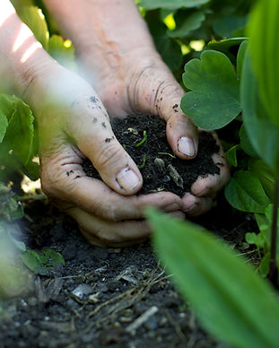 Hands in the Soil