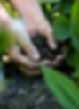 Hands in Nutrient Dense Soil
