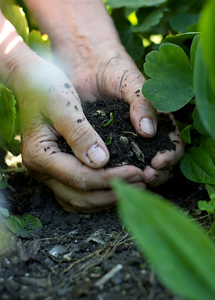 Hands in the Soil