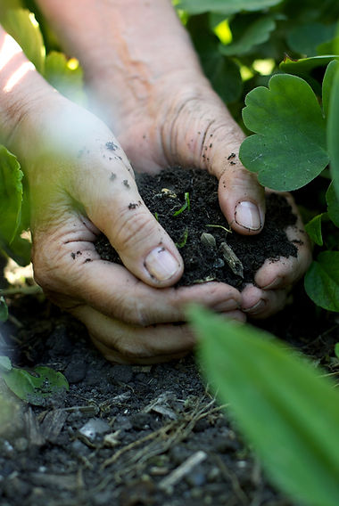 Hands in the Soil