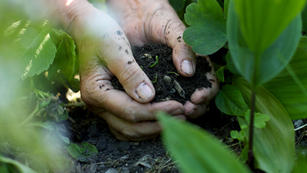 Hands in the Soil