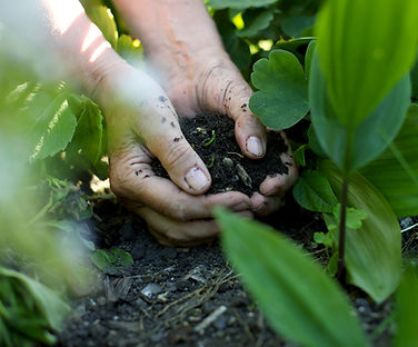 Hands in the Soil