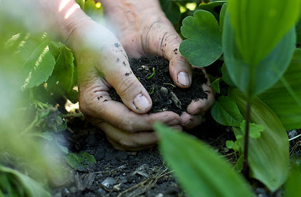 Hands Holding Soil