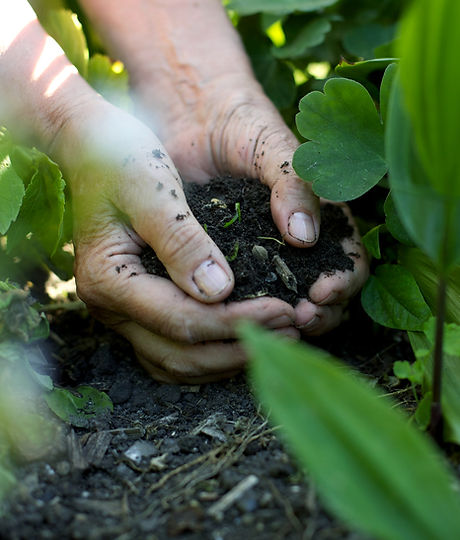 Hands in the Soil