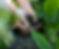 Hands in the Soil