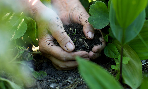 Hands in the Soil