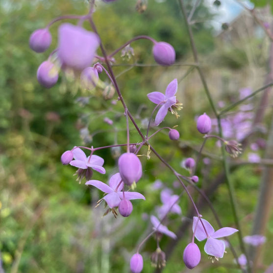 Thalictrum perennial plants