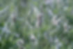 Plantago_lanceolata_4_edited.jpg