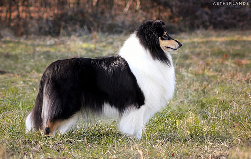 Glam N Gorgeous of the Windy Lands, rough collie