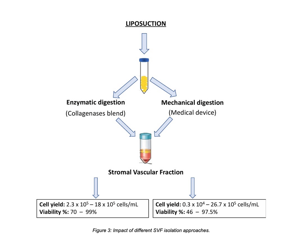 Source: Screenshot from Cremona, M., Palma, E., Viganò, M., Veronesi, E., & Alessandri, G. (2025). Isolation and standardization of the stromal vascular fraction from adipose tissue for clinical applications in regenerative medicine: Current procedures and regulatory issues. Biomolecules, 15(2), 166. https://doi.org/10.3390/biom15020166