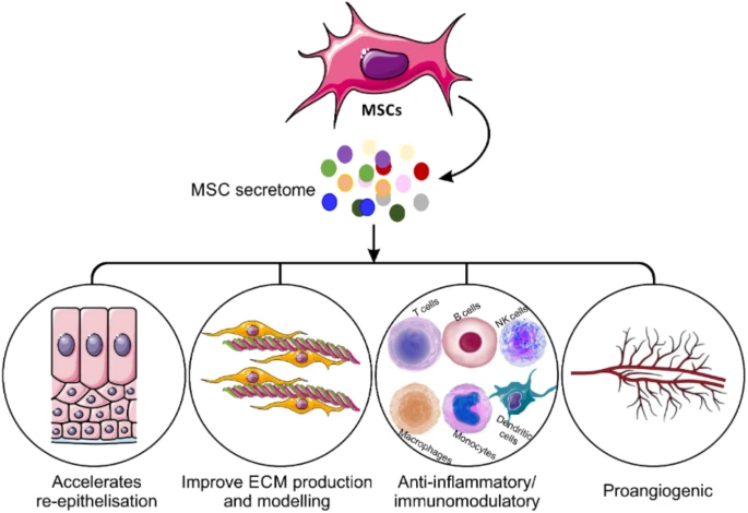 Source: Zare, S., Jafarzadeh, A., Zare, S. et al. Exploring the dermatological applications of human mesenchymal stem cell secretome: a comprehensive review. Stem Cell Res Ther 16, 177 (2025). https://doi.org/10.1186/s13287-025-04311-8