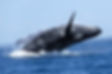 Avistamiento-de-ballenas_3-705x470.JPG