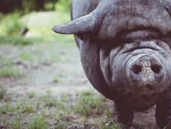 Η εκμετάλλευση των γουρουνιών