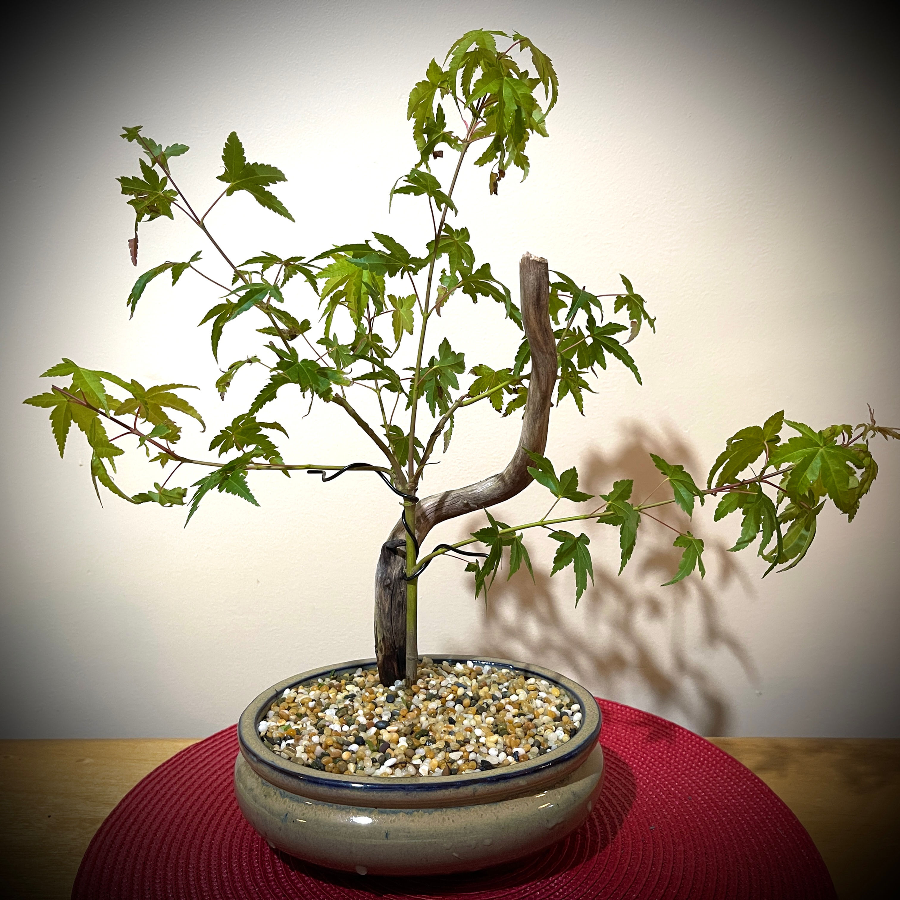 Japanese Maple  Bonsai  Yrs JM2Y-1