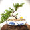 Thumbnail: JUNIPER BONSAI 4 YRS OLD  Elegant J4y-3