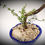 Thumbnail: Serissa Bonsai Pink WS1Y-1