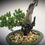 Thumbnail: JUNIPER BONSAI 3 YRS OLD  J3y-8