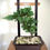 Thumbnail: Black Washed Silky Oak Bonsai Display Stand – Torii Gate Collection