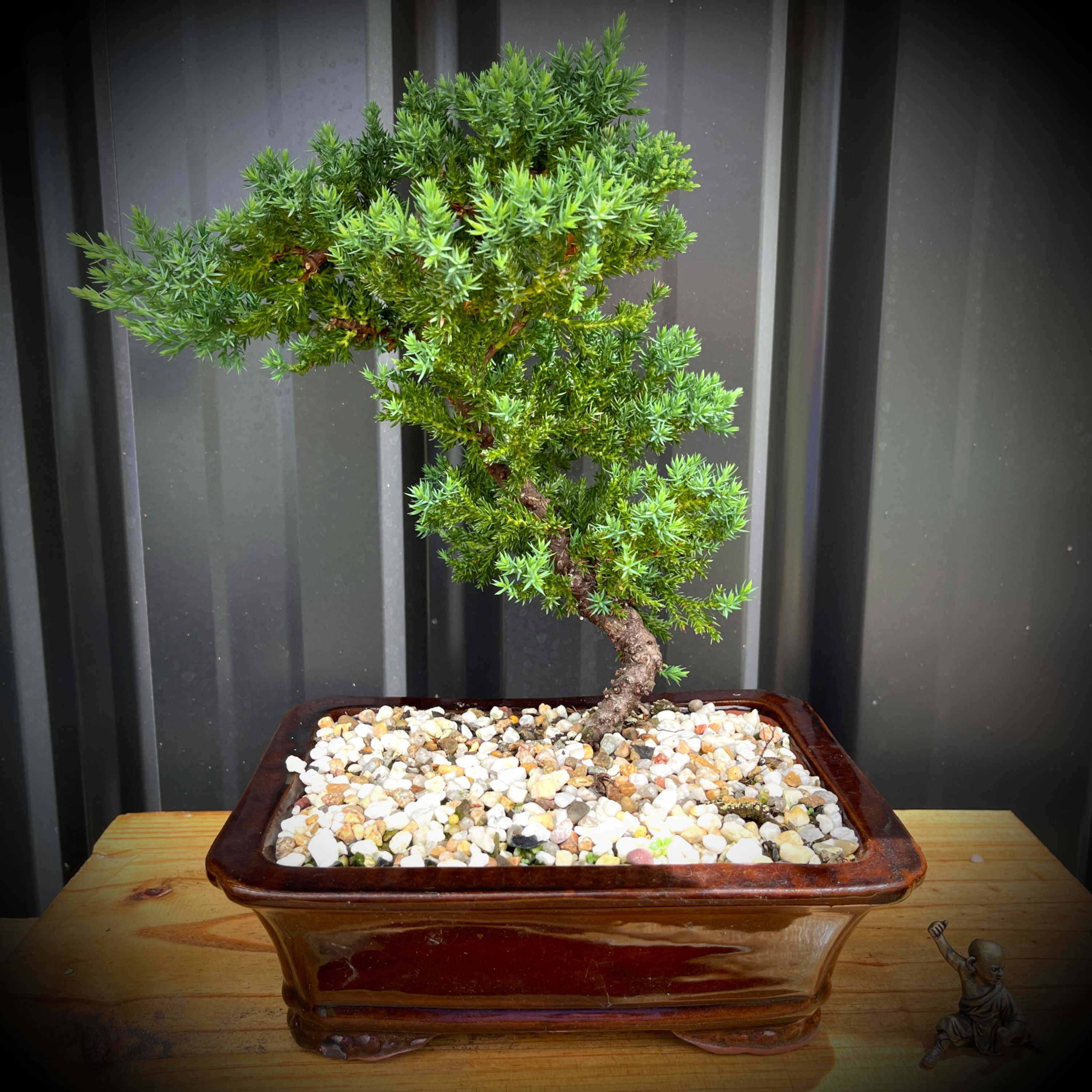 Zen Juniper Bonsai Japanese Style - 7yrs Old