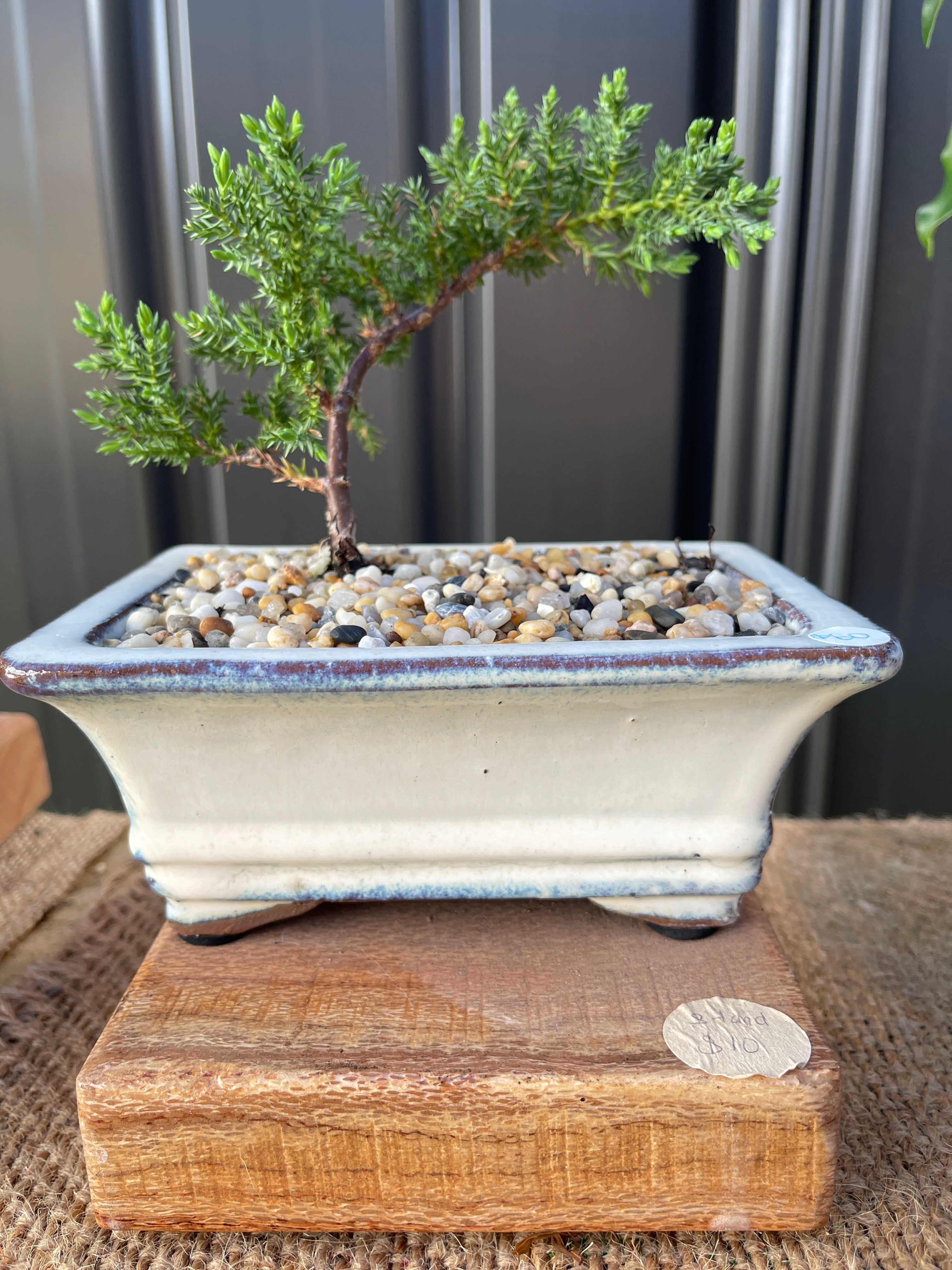 Zen Juniper Bonsai for Stress Relief & Wellbeing   2 Yrs Old  J2Y-1