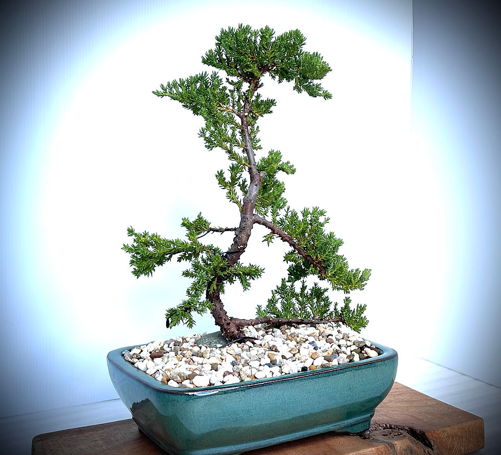 Zen Juniper Bonsai Japanese Style - 7yrs Old