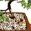 Thumbnail: JUNIPER BONSAI 10YRS OLD. My name is Zenny..