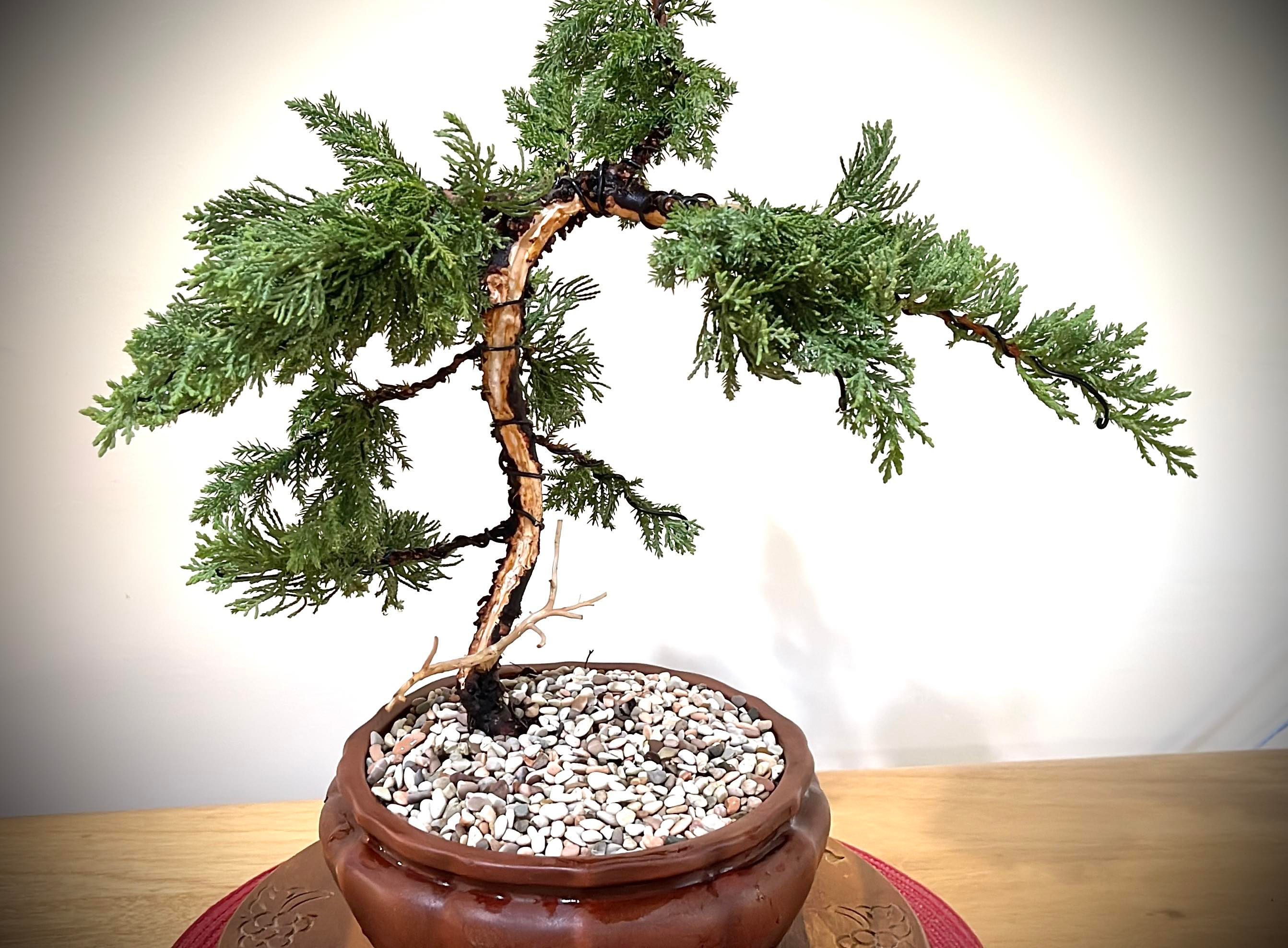 JUNIPER BONSAI 12YRS OLD. My name is Serena
