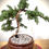 Thumbnail: JUNIPER BONSAI 12YRS OLD. My name is Serena