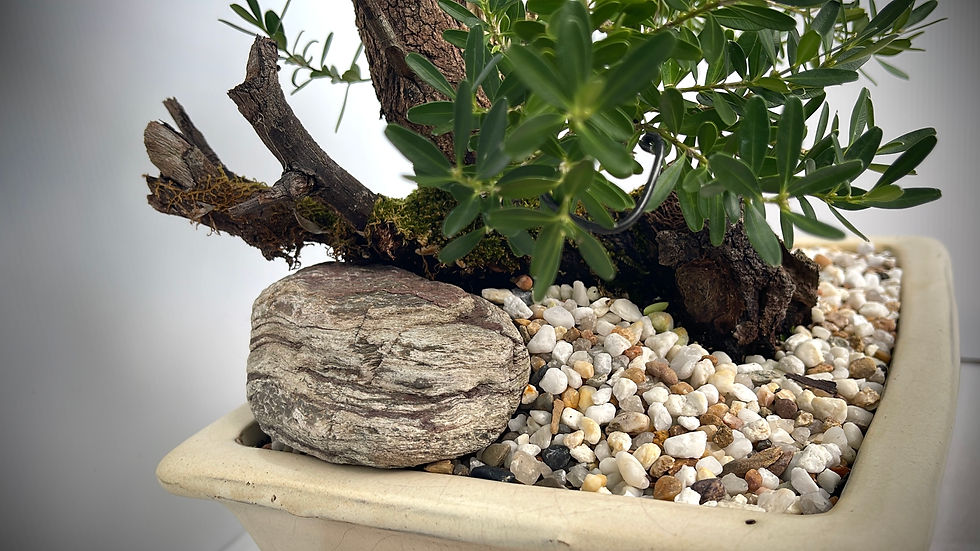 Thumbnail: Tanuki Buxus Bonsai  Style - 6yrs Old