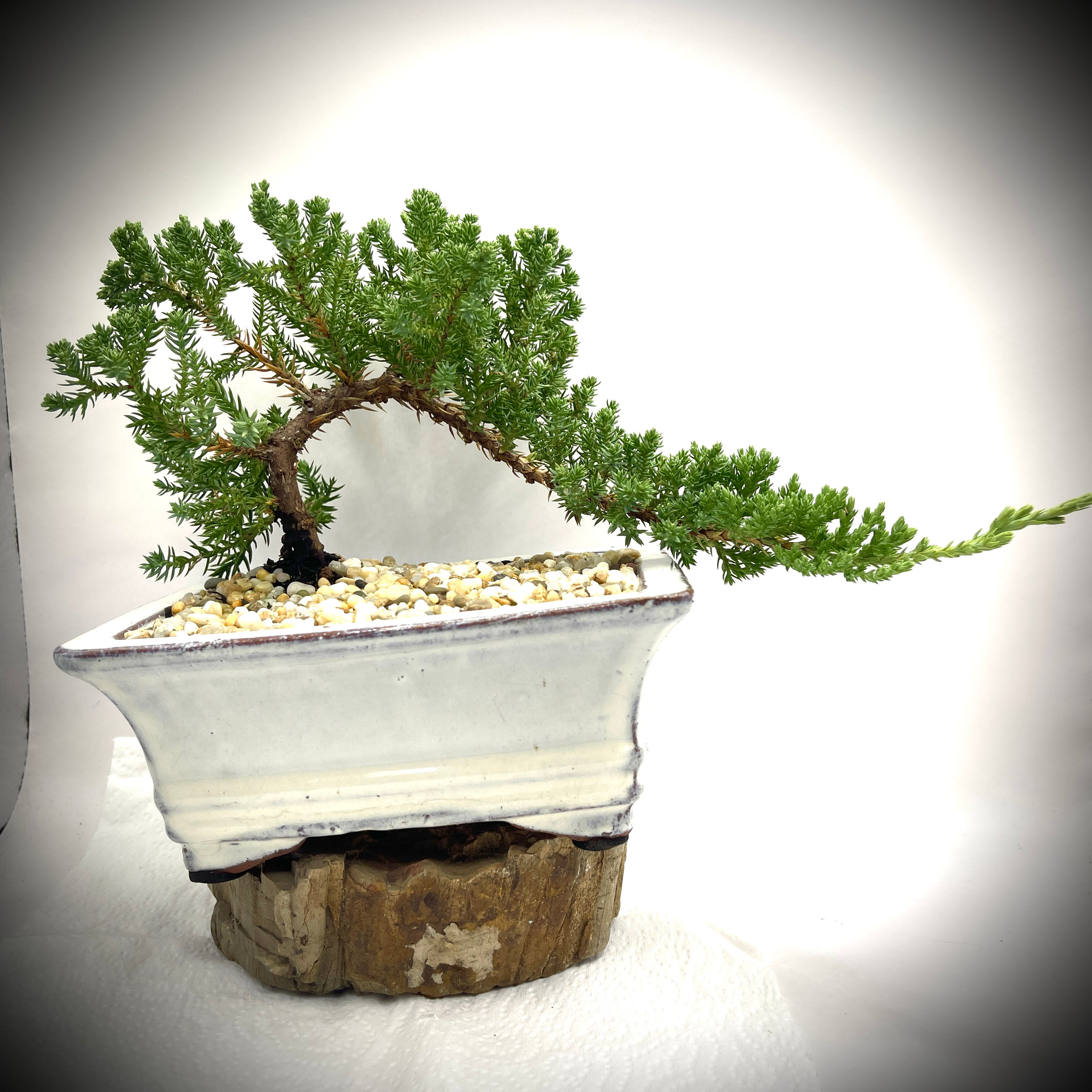 JUNIPER BONSAI 4 YRS OLD NJ4Y-2
