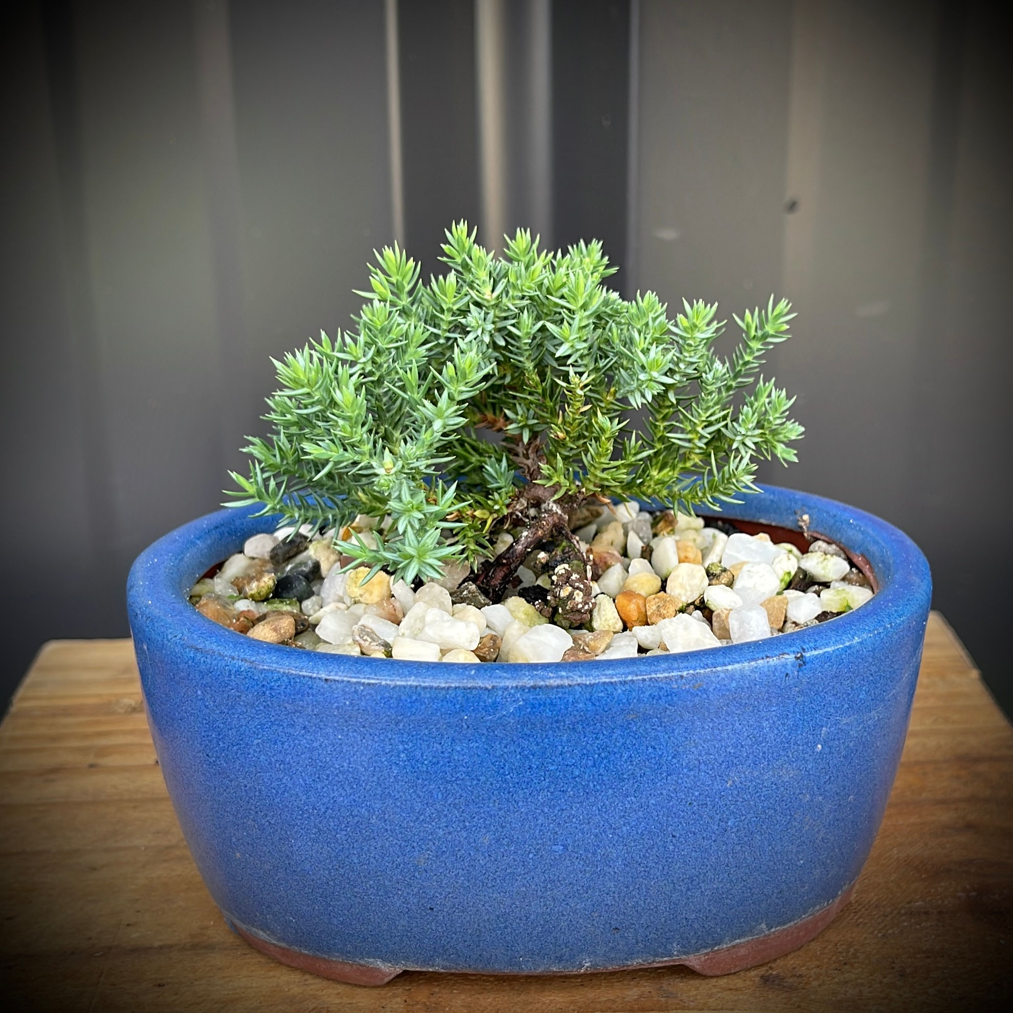 Juniper Bonsai 2yrs - 4J-10