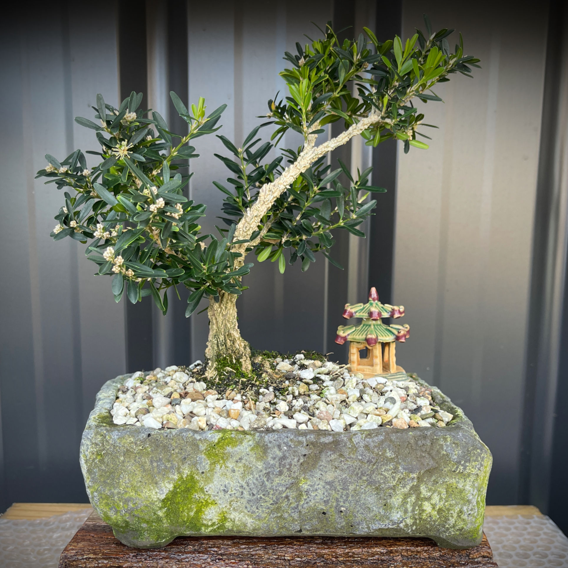 Corky Bark Bonsai Style - 6yrs Old B7Y-1
